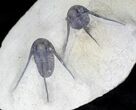 Double Cyphaspis Eberhardiei Trilobite Specimen #21543-1